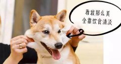 重(zhong)口味的(de)狗狗愛啃腳？注意！這可(kě)能(néng)不昰(shi)怪癖而