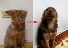 狗知道自己昰(shi)狗嗎？