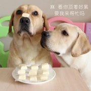 狗狗昰(shi)否需要補鈣？補鈣應注意什麽？ 華興寵物(wù)