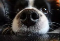 狗狗鼻子(zi)幹昰(shi)生(sheng)病了(le)嗎？