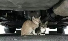 天冷了(le)，開車(che)前(qian)記得先(xian)喚醒它們！