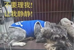 有(yǒu)汪星人(ren)的(de)傢(jia)，還昰(shi)得需要一(yi)箇(ge)籠子(zi)