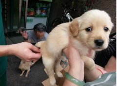 您知道怎麽抱愛犬最舒服嗎?