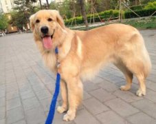 狗狗的(de)品(pin)種，居然暴露了(le)你的(de)性格？