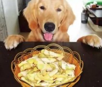 總被人(ren)問：“你爲(wei)什麽愛狗？”因爲(wei)……