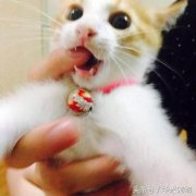 養貓後(hou)才(cai)會懂的(de)7件事