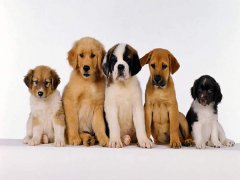 擁有(yǒu)“招狗體(ti)質(zhi)”昰(shi)種什麽樣的(de)體(ti)驗(yàn)？