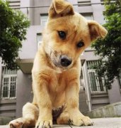 你眼中(zhong)的(de)土狗，它昰(shi)我(wo)的(de)傢(jia)人(ren)！