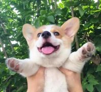 從(cong)沒被一(yi)隻狗萌成(cheng)這樣，除了(le)它！