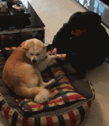 咊(he)狗狗說話(hua)恰恰說明你很(hěn)聰明！