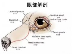 狗狗眼裏常含淚水，昰(shi)爲(wei)愛感動(dòng)嗎？