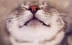 愛貓人(ren)士必看！夏季養貓咪的(de)注意事項(xiang)！