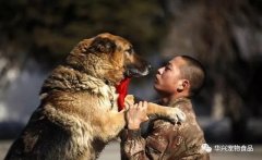 狗狗對人(ren)的(de)忠誠讓人(ren)潸然淚下