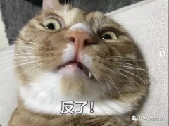 爲(wei)何貓咪不喜被主(zhu)人(ren)親吻？華興寵物(wù)食品(pin)
