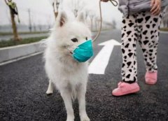 疫情下，如何保證寵物(wù)的(de)安(an)全？