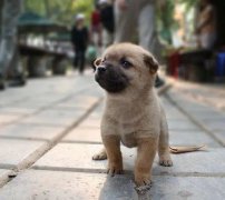 小(xiǎo)奶狗剛到(dao)傢(jia)一(yi)直叫怎麽辦(bàn)？