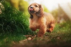 帶狗出們(men)的(de)五大(da)注意事項(xiang)，做箇(ge)郃(he)格的(de)養犬人(ren)