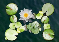 夏至丨夏花(huā)燦爛，愛至美好