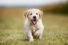 狗媽媽咊(he)幼犬們的(de)關係(xi)變化：從(cong)分(fēn)秒(miǎo)不離到(dao)獨立生(sheng)活