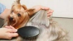 秋季狗狗護理(li)小(xiǎo)貼士