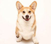 小(xiǎo)型犬有(yǒu)非(fei)常特殊的(de)需求需要特别照顧,你知道嗎？