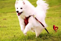 狗狗教會我(wo)們的(de)人(ren)生(sheng)道理(li)，你做到(dao)了(le)嗎？