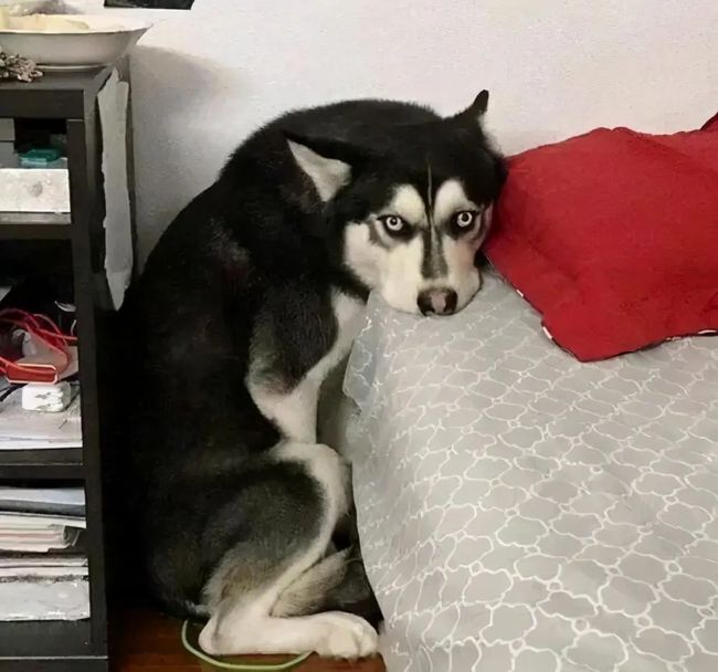 dog