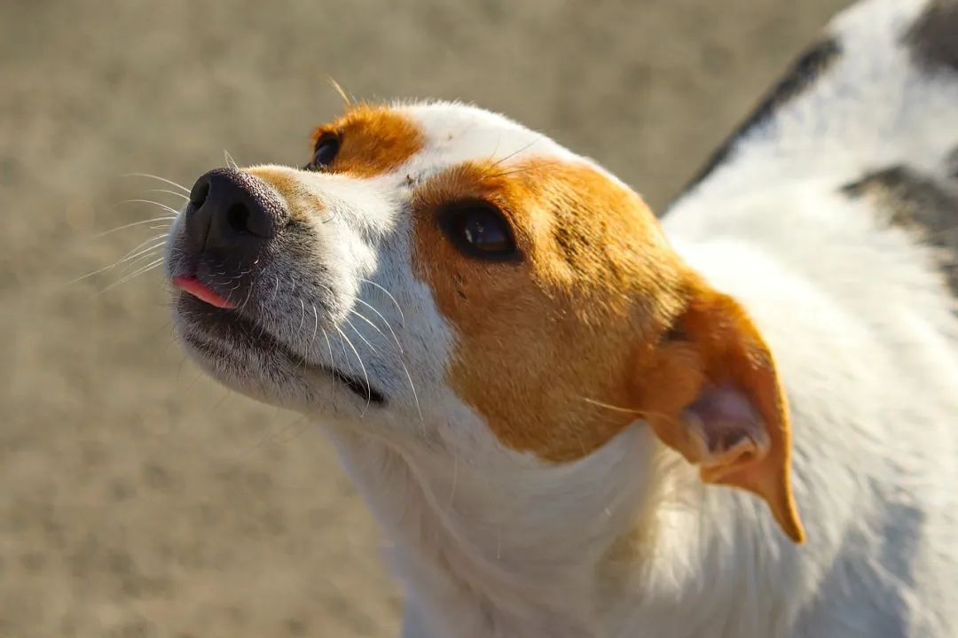 華興寵物(wù)