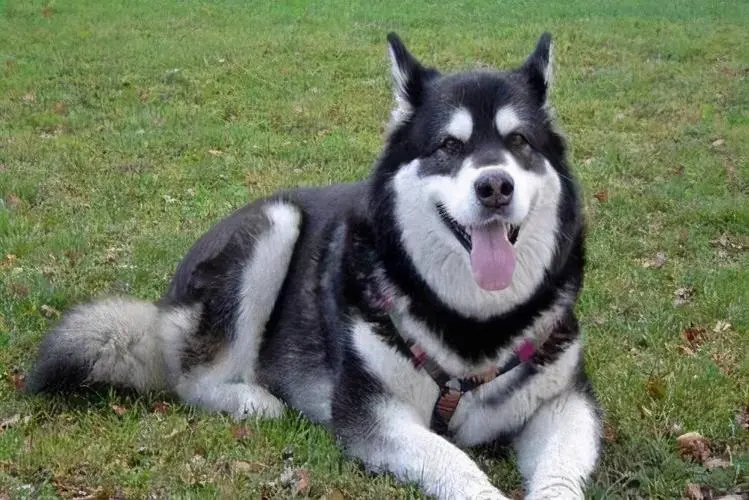 華興寵物(wù)