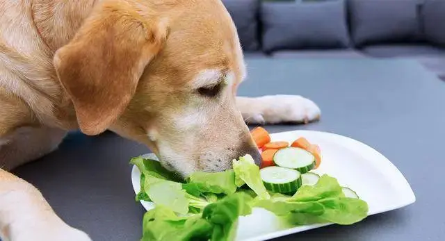 華興寵物(wù)
