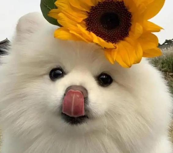 華興寵物(wù)