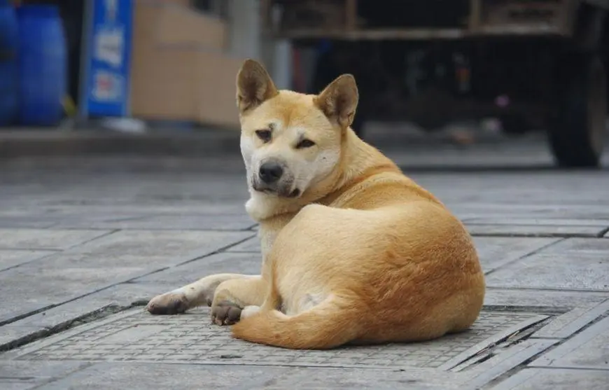 華興寵物(wù)