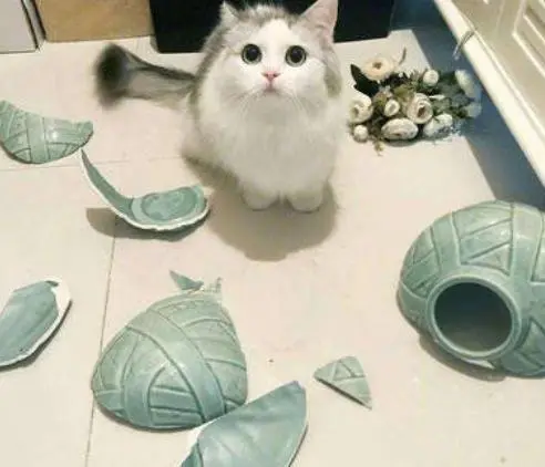 華興寵物(wù)