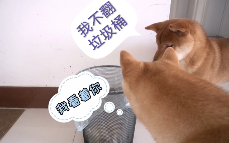 華興寵物(wù)