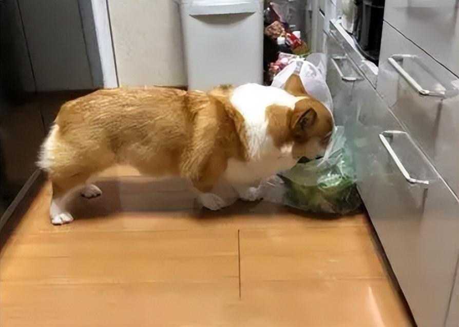 華興寵物(wù)