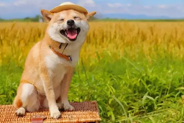 華興寵物(wù)