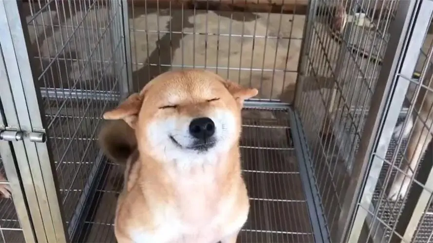 華興寵物(wù)