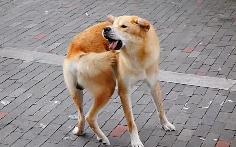 華興寵物(wù)
