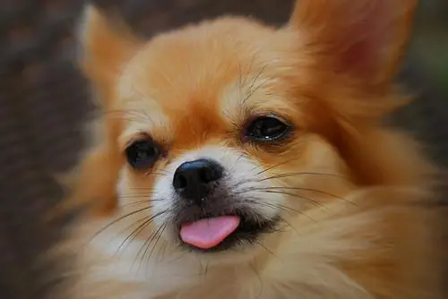 華興寵物(wù)