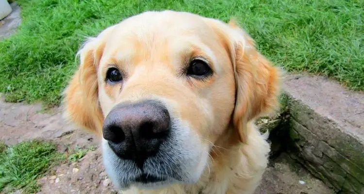 華興寵物(wù)