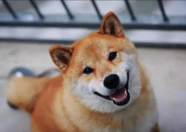 華興寵物(wù)