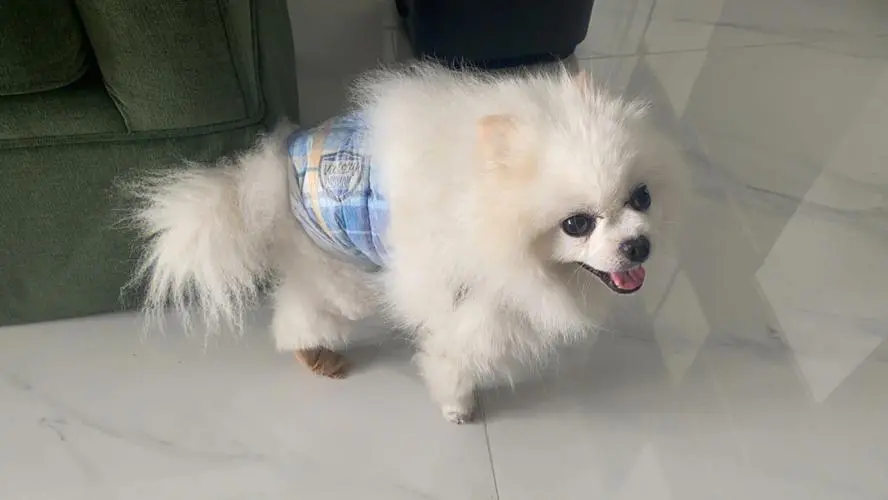 華興寵物(wù)