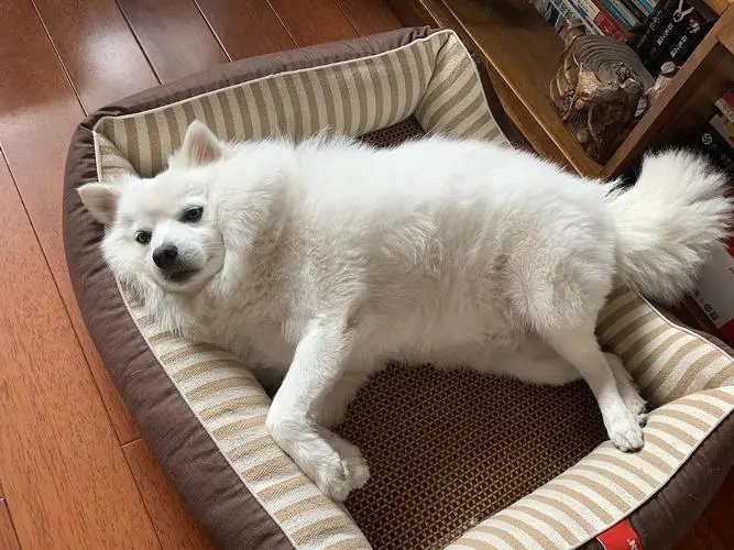 華興寵物(wù)
