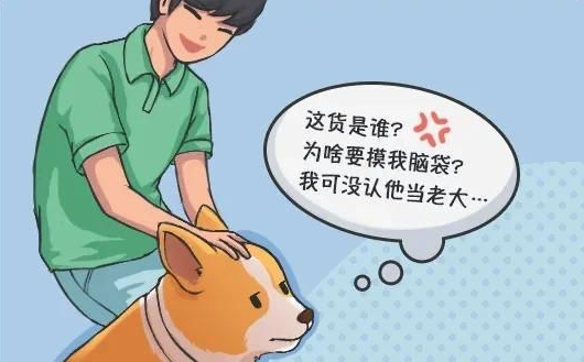 華興寵物(wù)