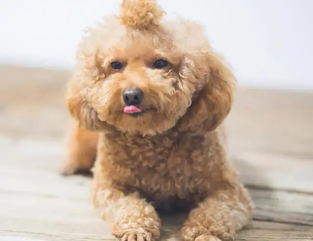 泰迪多(duo)大(da)算成(cheng)犬，飼養泰迪應該有(yǒu)哪些注意事項(xiang)呢(ne)