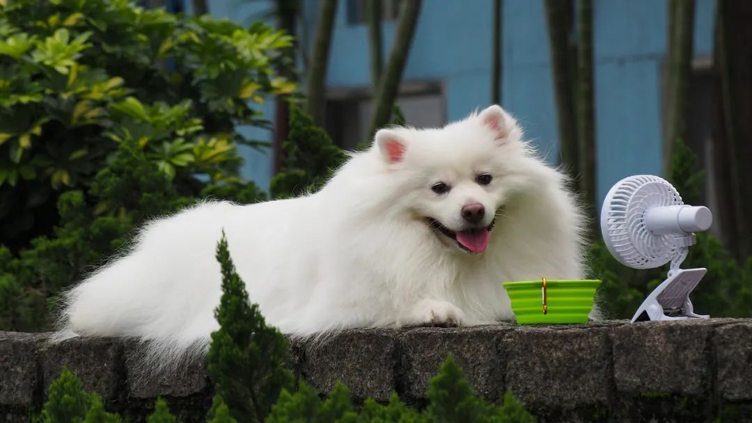 華興寵物(wù)