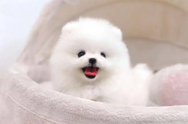 新(xin)手第一(yi)次養狗,如何喂養兩箇(ge)月的(de)幼犬