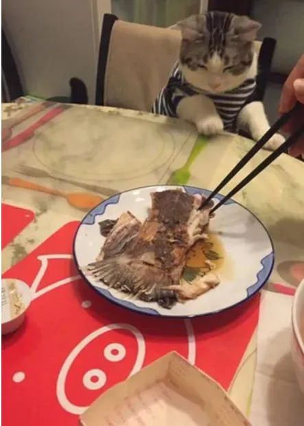 華興寵物(wù)